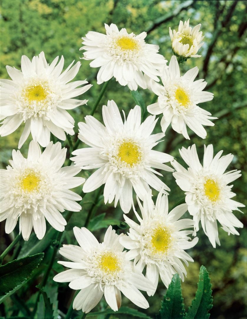 Pflanzen für Dich Staude Leucanthemum superb. Christine Hagemann, 1 St., Margerite, Gartenmargerite
