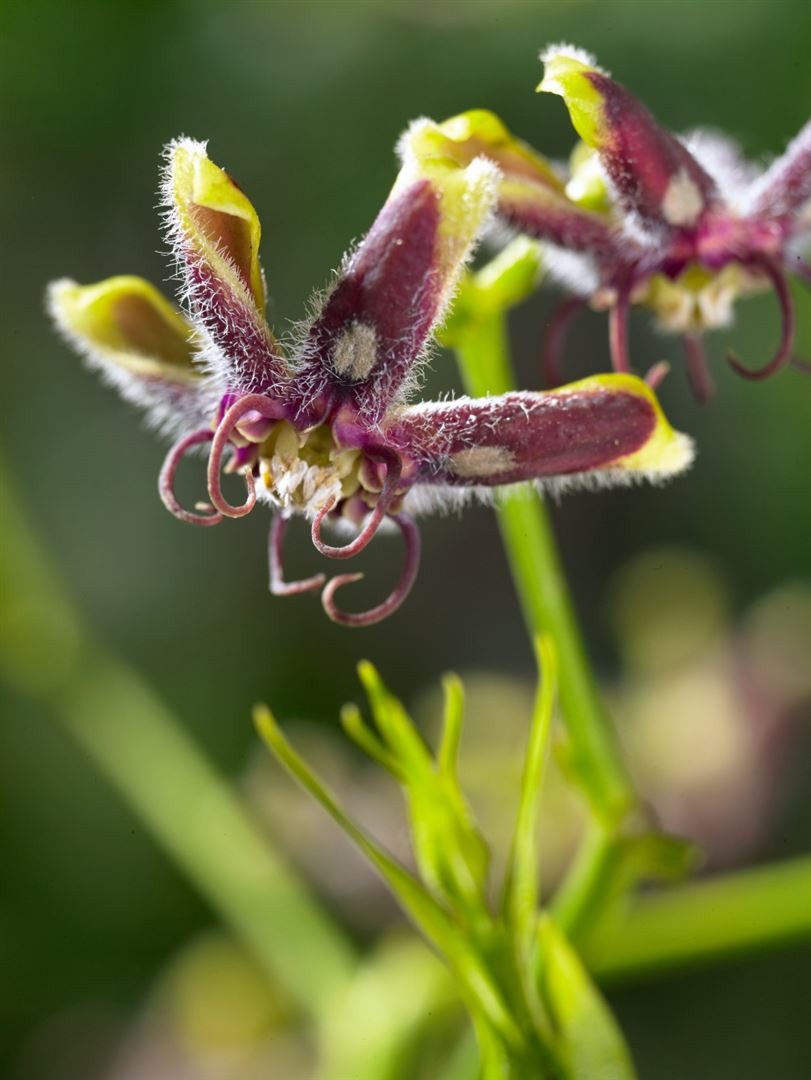 Pflanzen für Dich Gehölze Periploca graeca, 1 St., Griechische Baumschlinge, Seidenpflanze