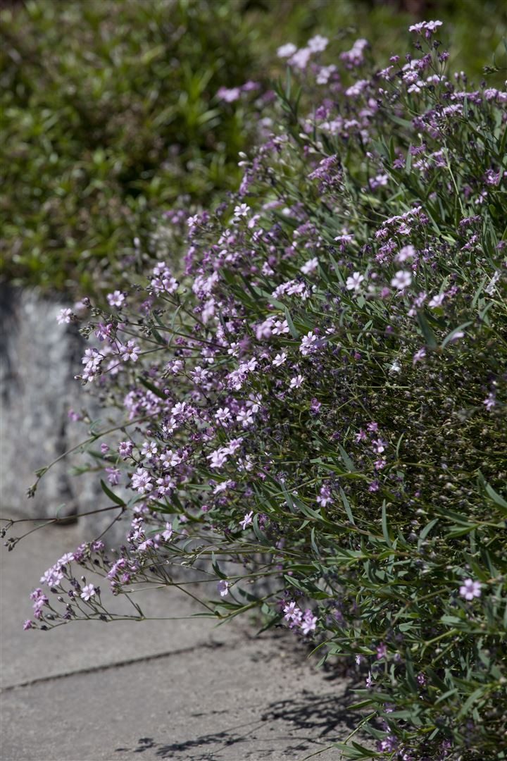 Pflanzen für Dich Staude Gypsophila repens Rosea, 1 St., Teppich-Schleierkraut, Kriechendes Schleierkraut