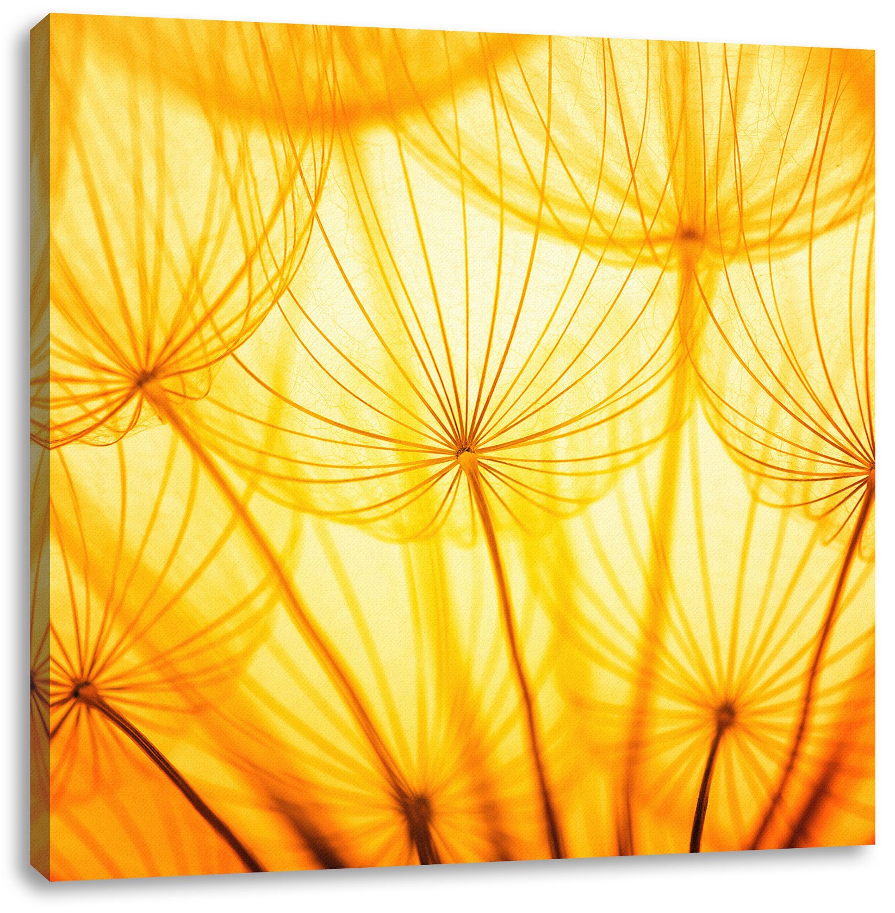 Pixxprint Leinwandbild Pusteblumen oranges Licht, Pusteblumen oranges Licht (1 St), Leinwandbild fertig bespannt, inkl. Zackenaufhänger