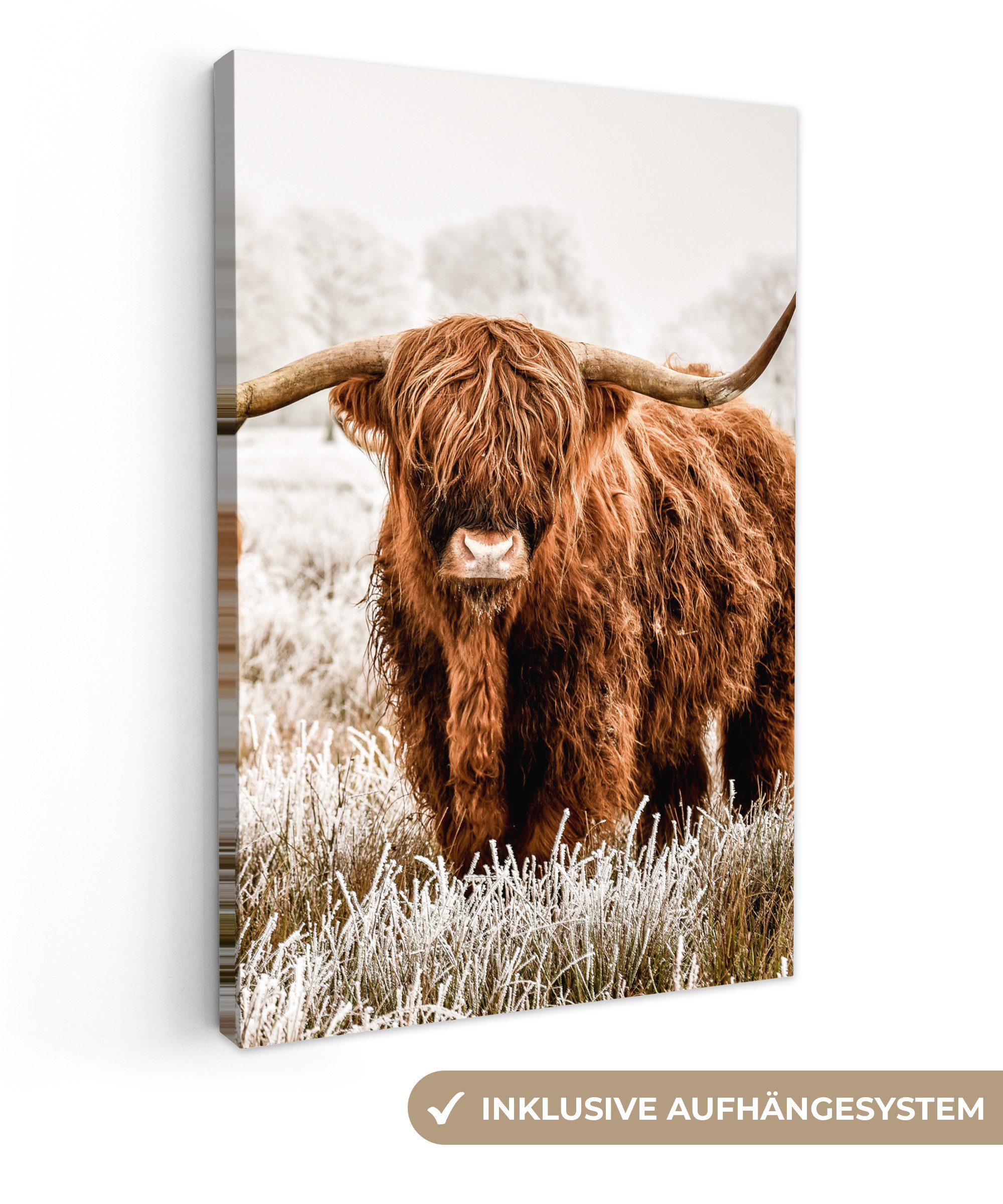 OneMillionCanvasses® Leinwandbild Schottischer Hochländer - Kuh - Natur - W günstig online kaufen