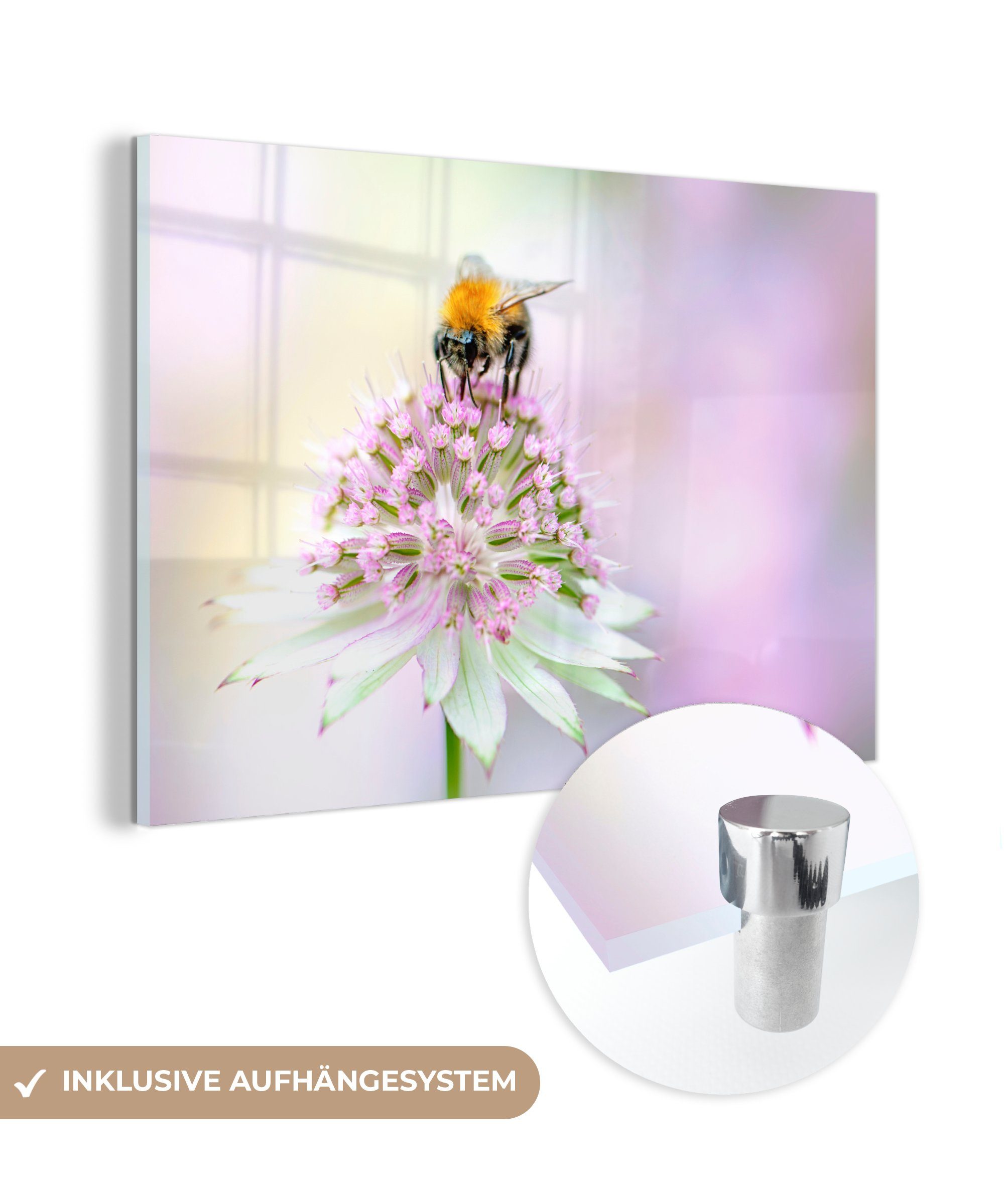 MuchoWow Acrylglasbild Nahaufnahme einer Biene auf einer weiß-rosa Blüte, (1 St), Acrylglasbilder Wohnzimmer & Schlafzimmer