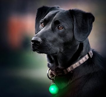 PRECORN Hunde-Sicherheitsgeschirr LED Leuchtanhänger Hunde Halsband Leuchthalsband