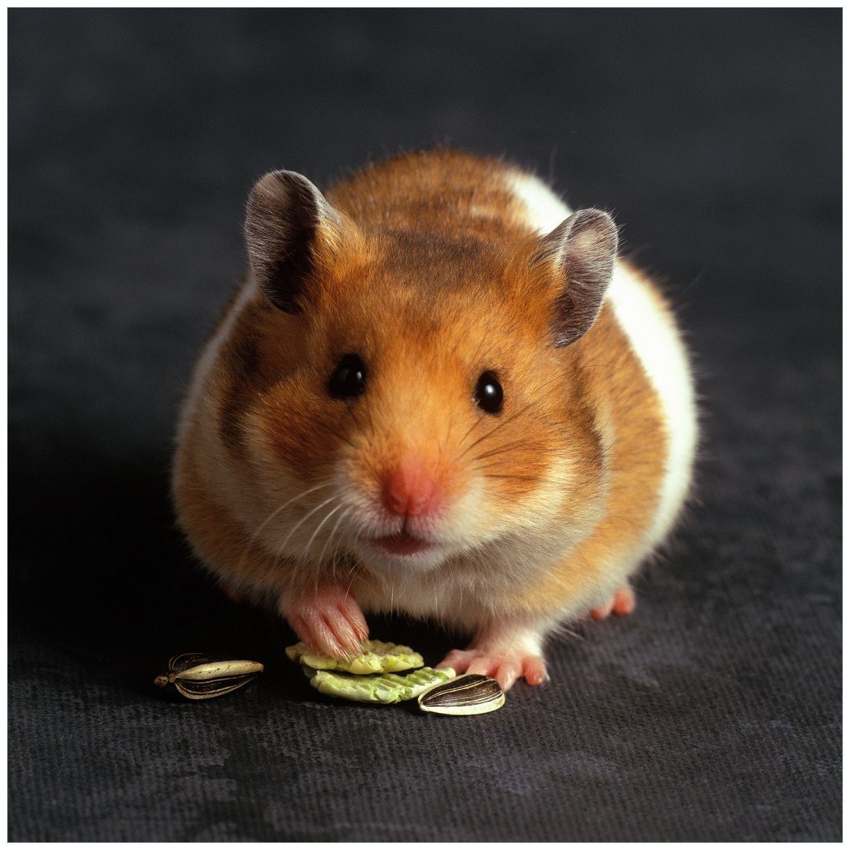 Wallario Tischplatte Putziger Hamster mit Nüssen zwischen den Pfoten (1 St), für Ikea Lack Tisch geeignet