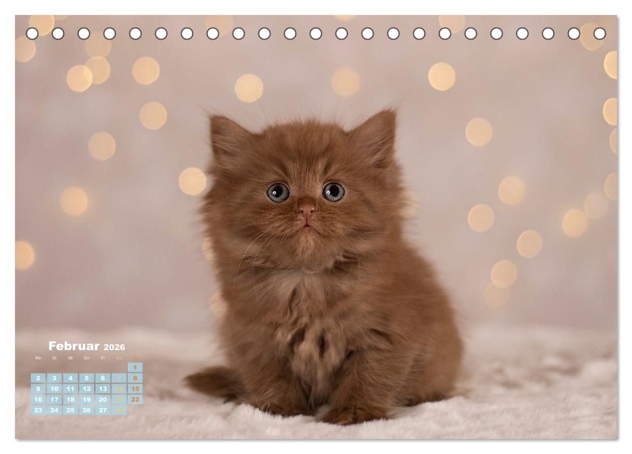 CALVENDO Wandkalender Die Kitten kommen. (Tischkalender 2026 DIN A5 quer), CALVENDO Monatska