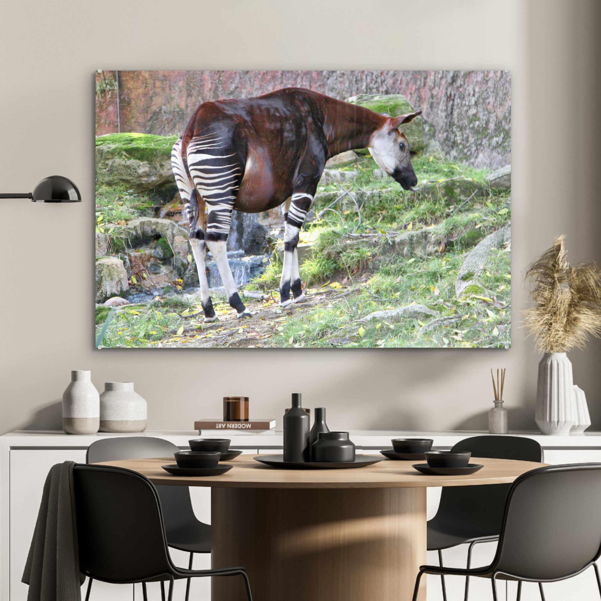 MuchoWow Acrylglasbild Okapi in freier Wohnzimmer St), Acrylglasbilder (1 Wildbahn, & Schlafzimmer