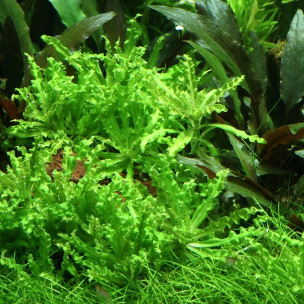 Aquaone Wasserpflanze Aquarium Pflanze 3 Stück Pogostemon helferi Wasserpfl günstig online kaufen