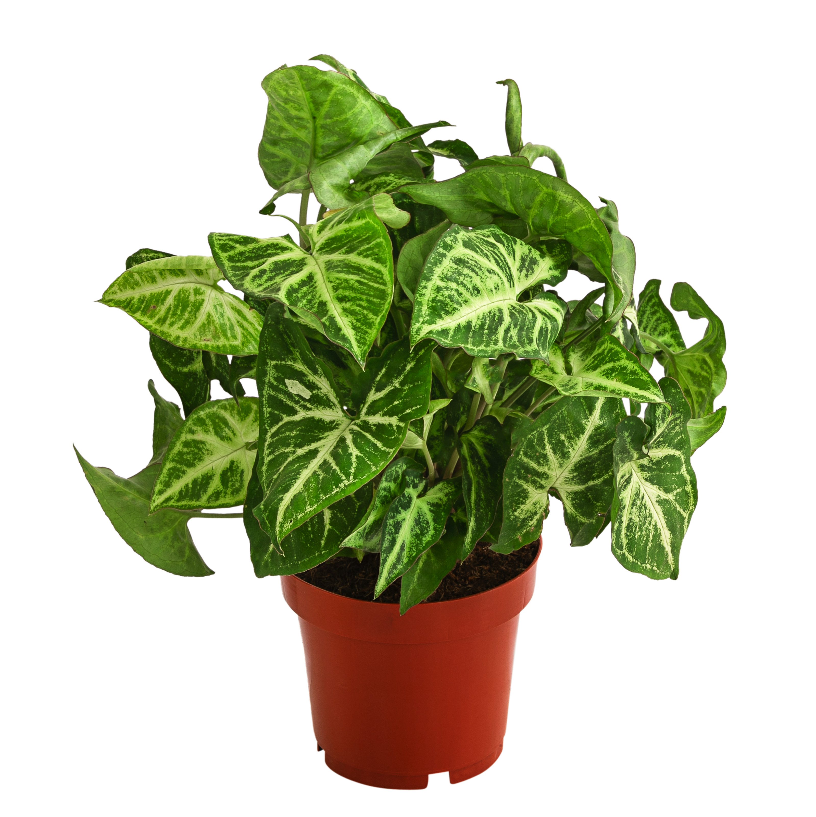 Dehner Zimmerpflanze Pflanzen-Set Ever Green, je 1x Purpurtute, Philodendro günstig online kaufen