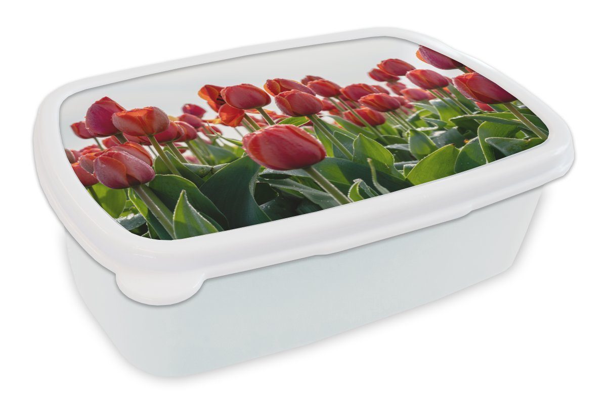 MuchoWow Lunchbox Ein Gebiet mit roten Tulpen in den Niederlanden, Kunststoff, (2-tlg), Brotbox für Kinder und Erwachsene, Brotdose, für Jungs und Mädchen weiß