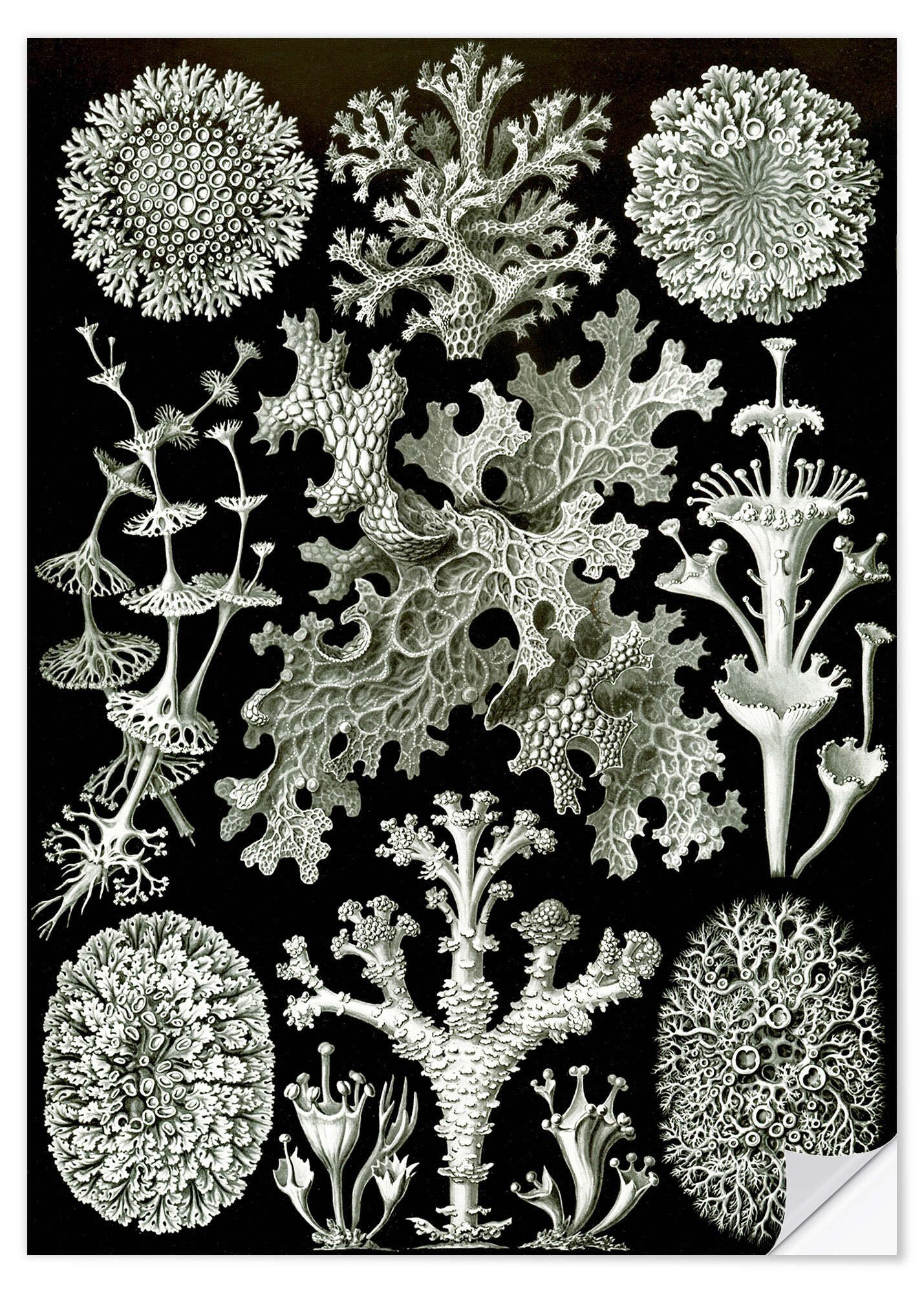 Posterlounge Wandfolie Ernst Haeckel, Flechten, Lichenes (Kunstformen der Natur, 1899), Malerei