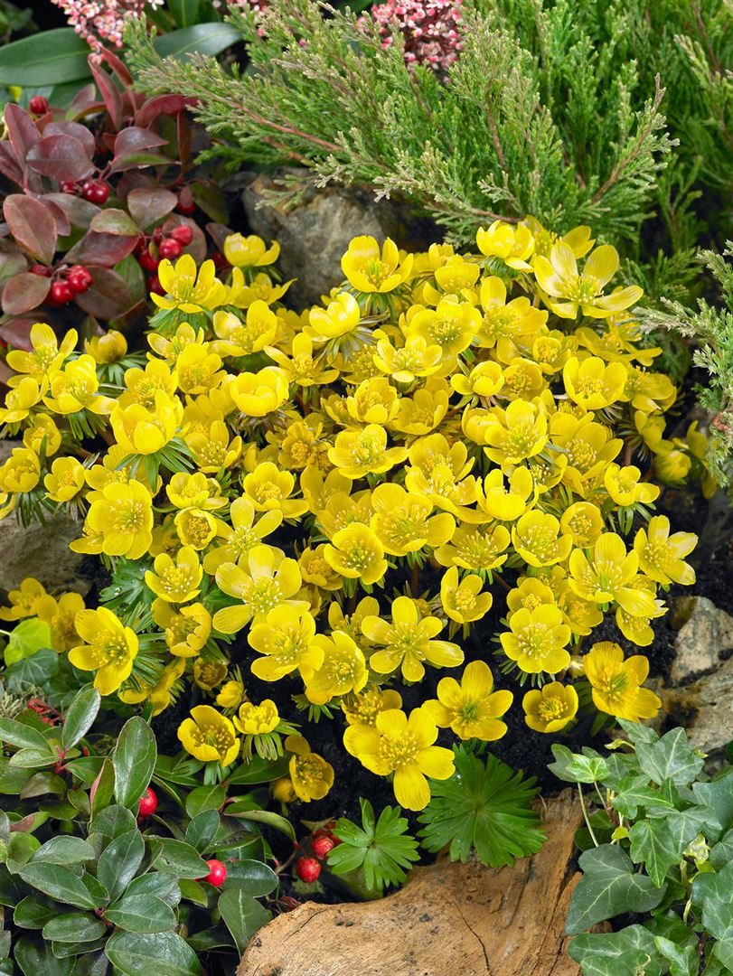 Pflanzen für Dich Staude Eranthis cilicica, 1 St., Zilicianischer Winterling, Kilikischer Winterling