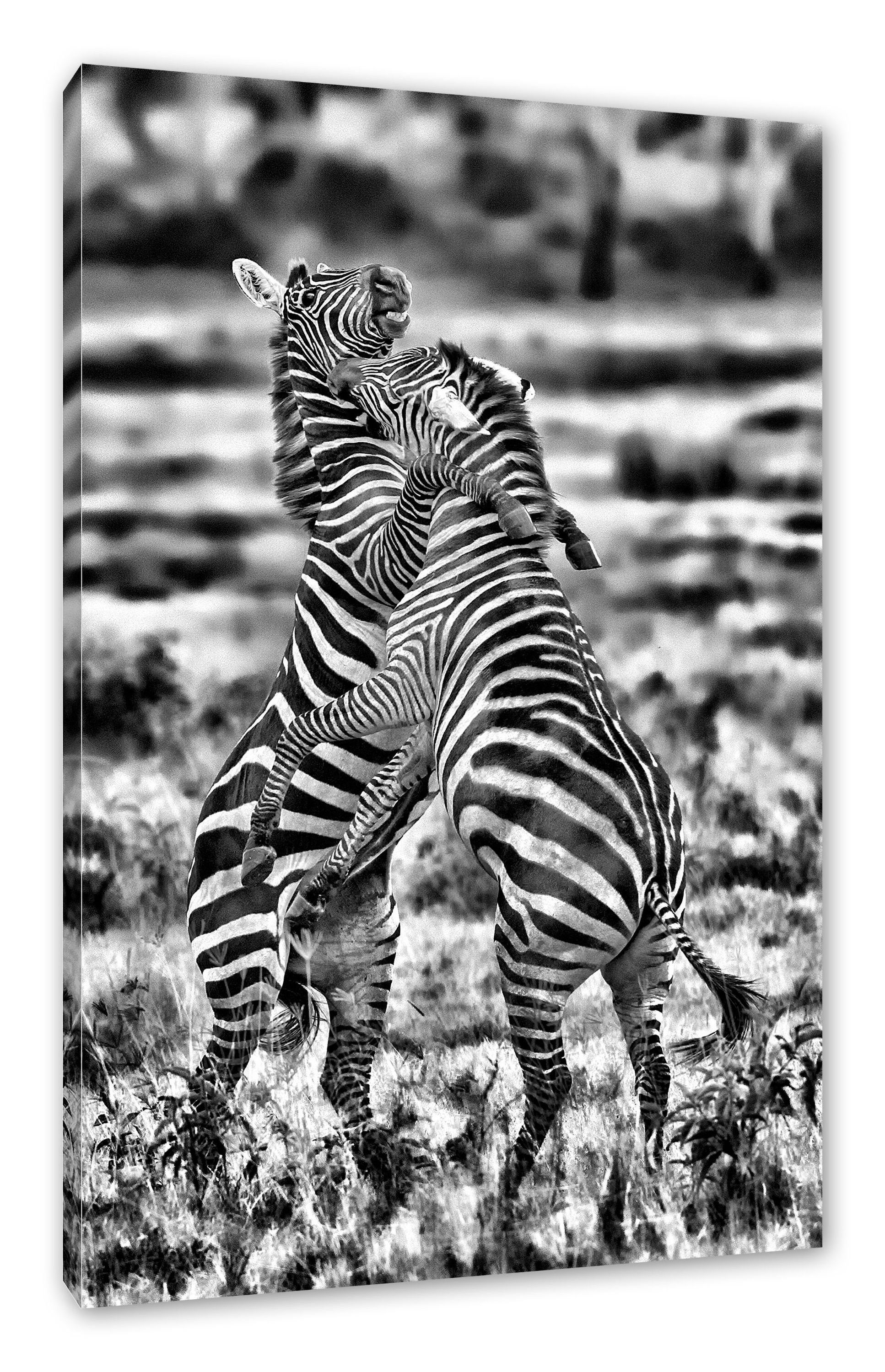 Pixxprint Leinwandbild kämpfende Zebras, kämpfende St), inkl. bespannt, Leinwandbild fertig Zebras Zackenaufhänger (1