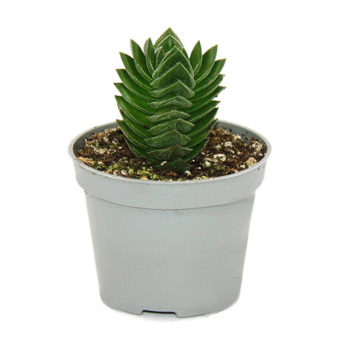 Exotenherz Kaktus Sukkulente - Crassula Buddhas Tempel - Mini-Dickblatt - 6cm Topf – Bild 3 von 3