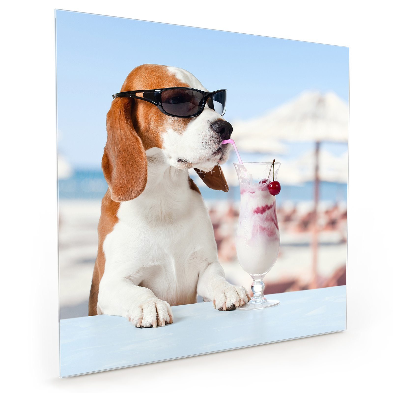 Motiv Spritzschutz mit Sonnender Primedeco Küchenrückwand Glas Küchenrückwand Hund