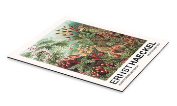 Posterlounge Alu-Dibond-Druck Ernst Haeckel, Kunstformen Der Natur - Muscinae Laubmoose, Wohnzimmer Malerei