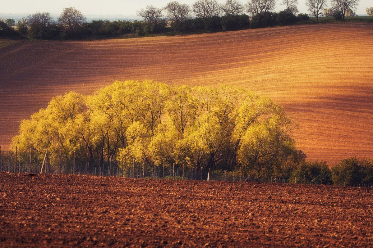 Papermoon Fototapete Bäume in Feldern