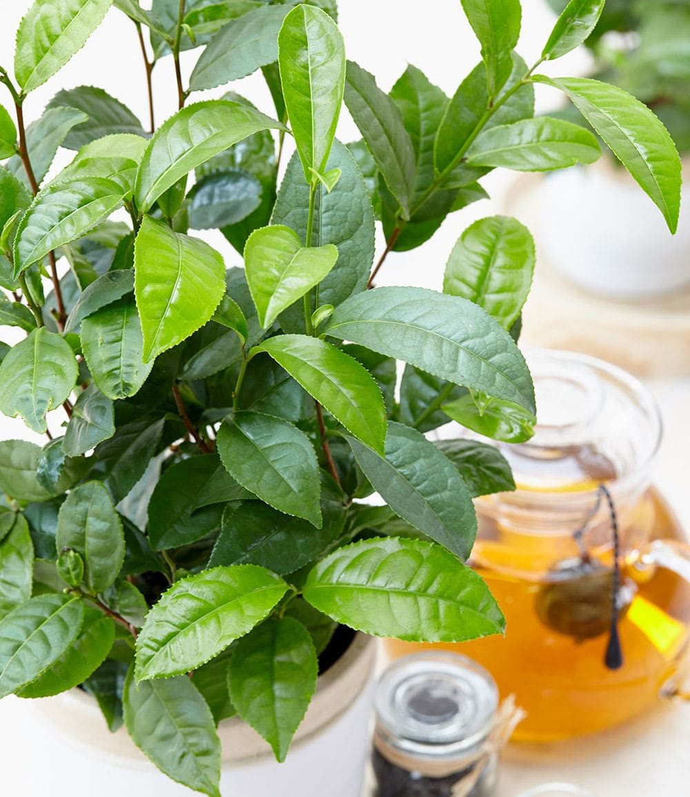 BALDUR Garten Zimmerpflanze Winterharte Teepflanze, 1 St., Camellia, winterhart, mehrjährig, pflegeleicht, kübelgeeignet