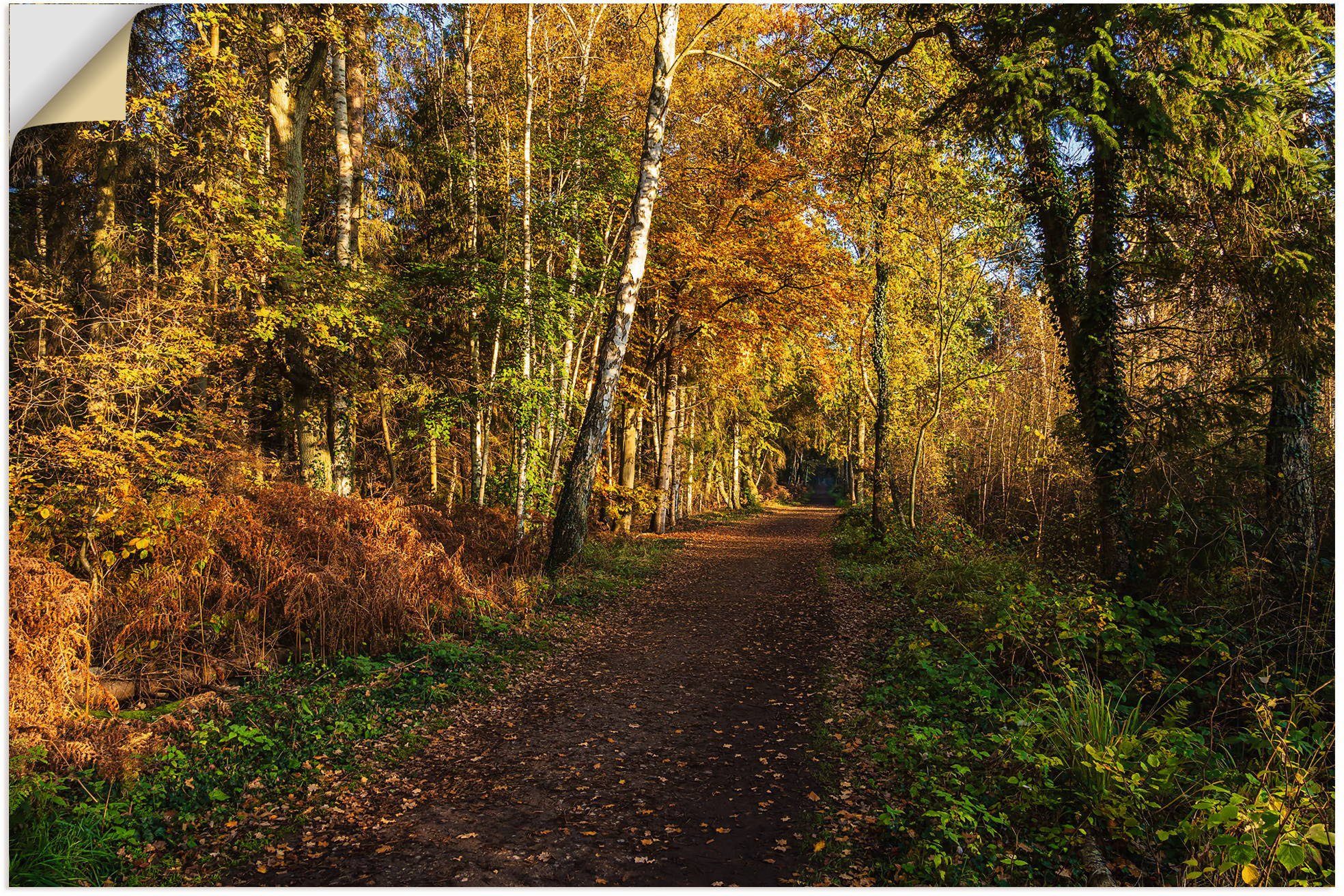 Artland Wandbild Bäume herbstlich auf Größen Alubild, Leinwandbild, als Wandaufkleber versch. Waldbilder oder St), Fischland-Darß, in Poster dem (1