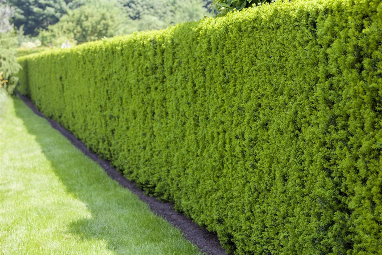 Pflanzen für Dich Konifere Taxus baccata, 1 St., Eibe, Gemeine Eibe, Europäische Eibe, immergrün, schnittverträglich