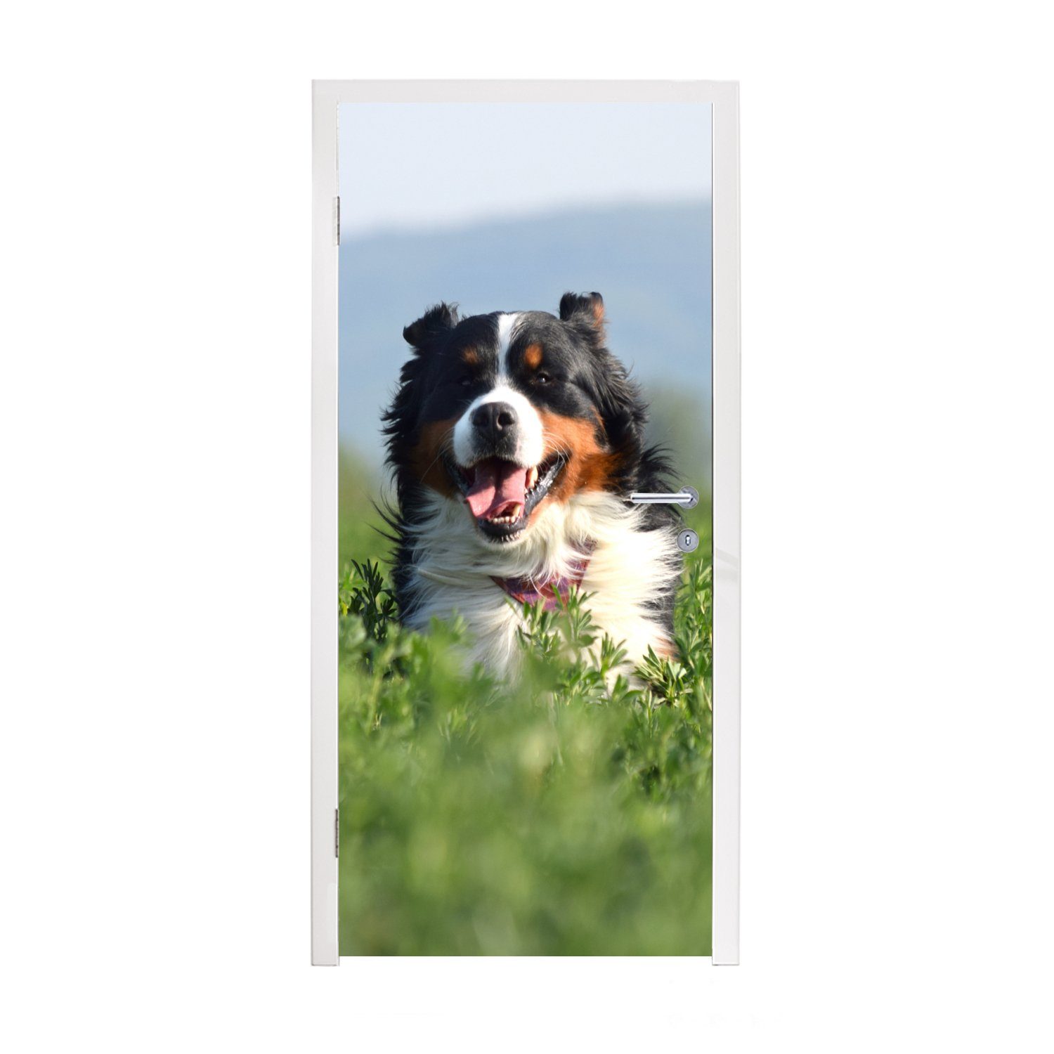 MuchoWow Türtapete Ein Berner Sennenhund im hohen Gras, Matt, bedruckt, (1 St), Fototapete für Tür, Türaufkleber, 75x205 cm