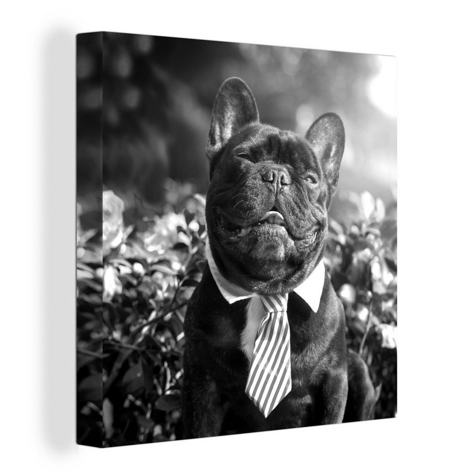 OneMillionCanvasses® Leinwandbild Französische Bulldogge mit Krawatte -  schwarz und weiß, (1 St), Leinwand Bilder für Wohnzimmer Schlafzimmer