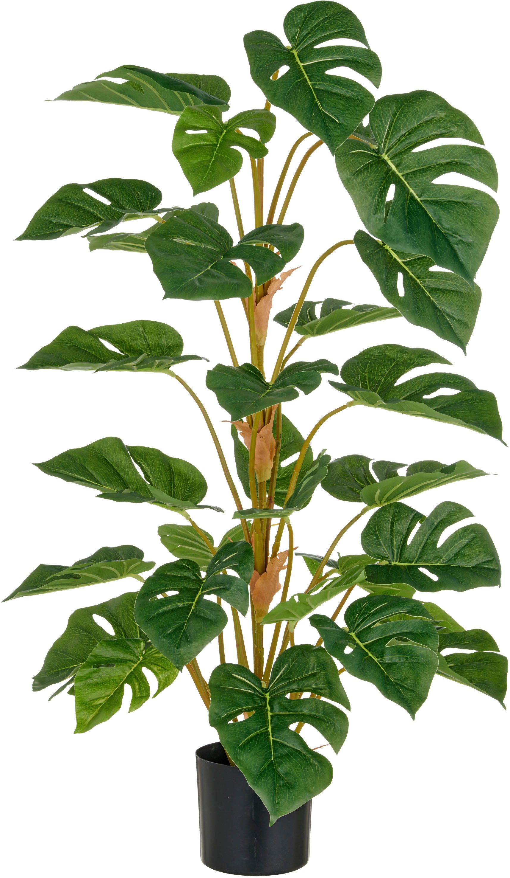 monstera medium Monstera Deliciosa main image 0