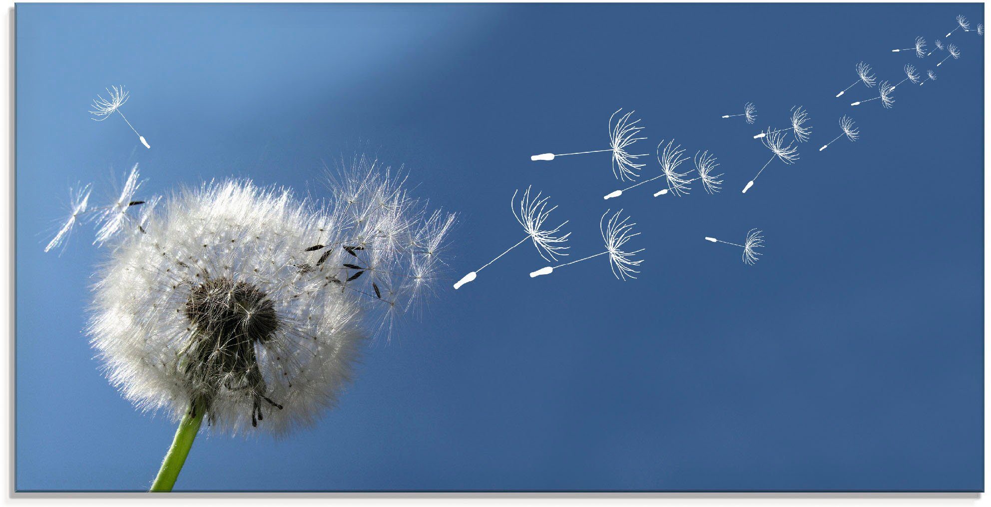 Artland Glasbild Pusteblume, Blumen (1 St), in verschiedenen Größen