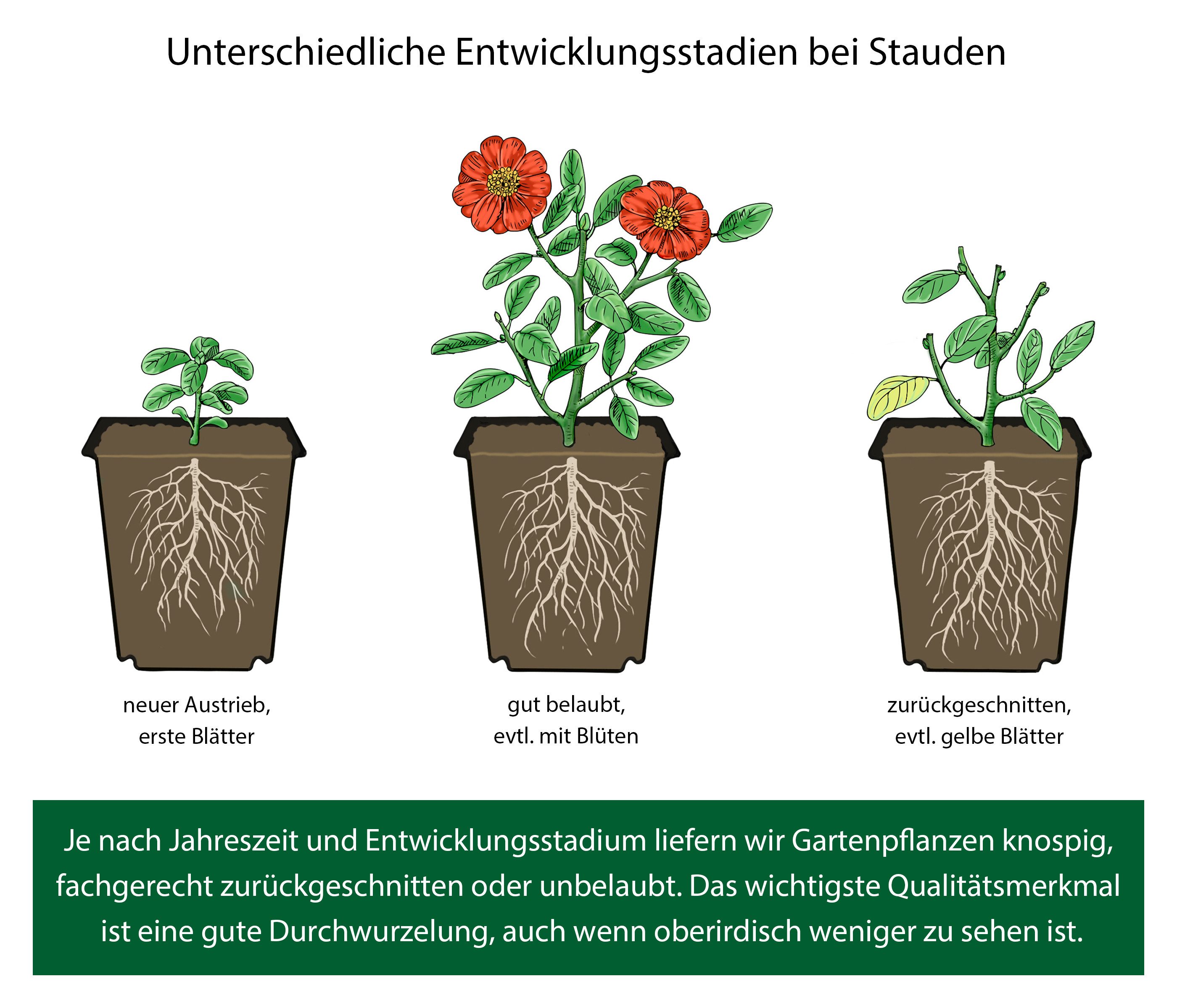 Dehner Gräser Bio Gräser-Set Sonnengarten, je 5-20 cm, Ø Topf je 7 cm, 6x Blaugras und 3x Atlas-Schwingel, Bodendecker für sonnige Standorte