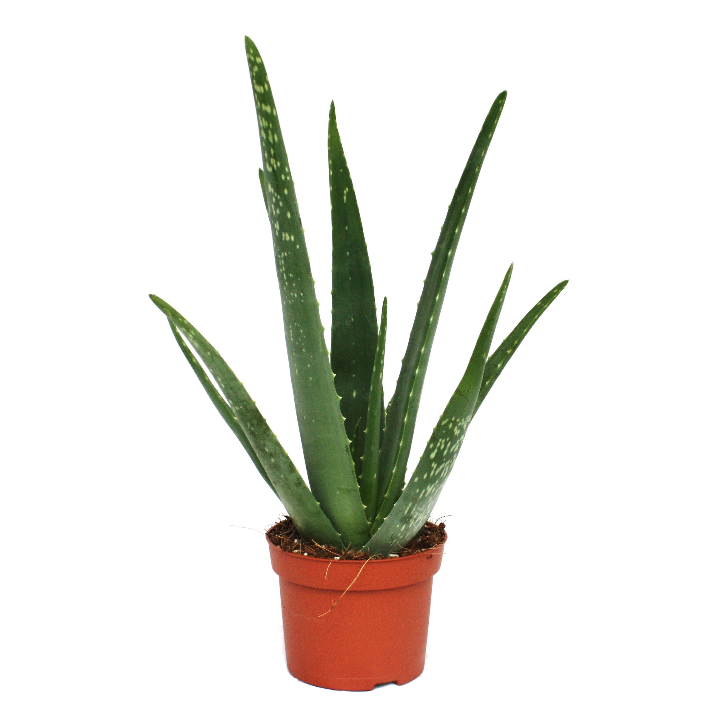 Exotenherz Sukkulente Aloe vera - ca. 3 Jahre alt - 12cm Topf