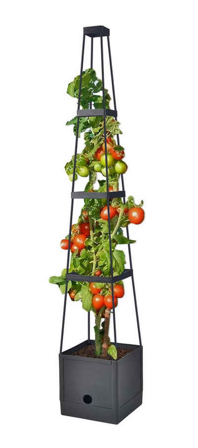Spetebo Rankhilfe Tomaten Rankhilfe im Topf - 150cm H - Anwuchshilfe, mit Bewässerungsboden