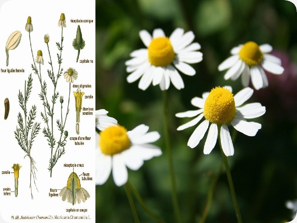 SAFLAX Blumensamen SAFLAX - Samen - Echte Kamille