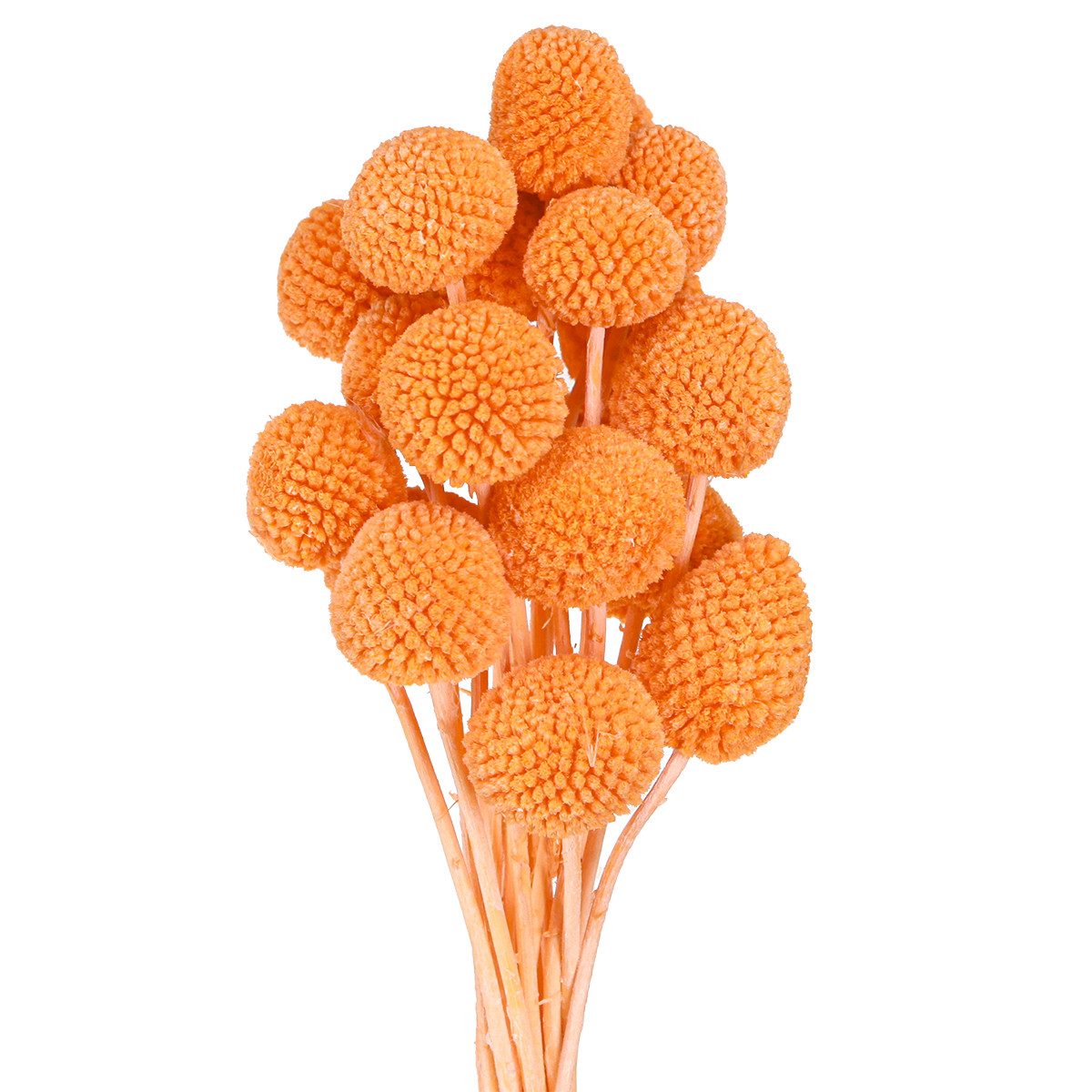 Trockenblume Craspedia gebleicht Trockenblumen Orange Deko günstig online kaufen
