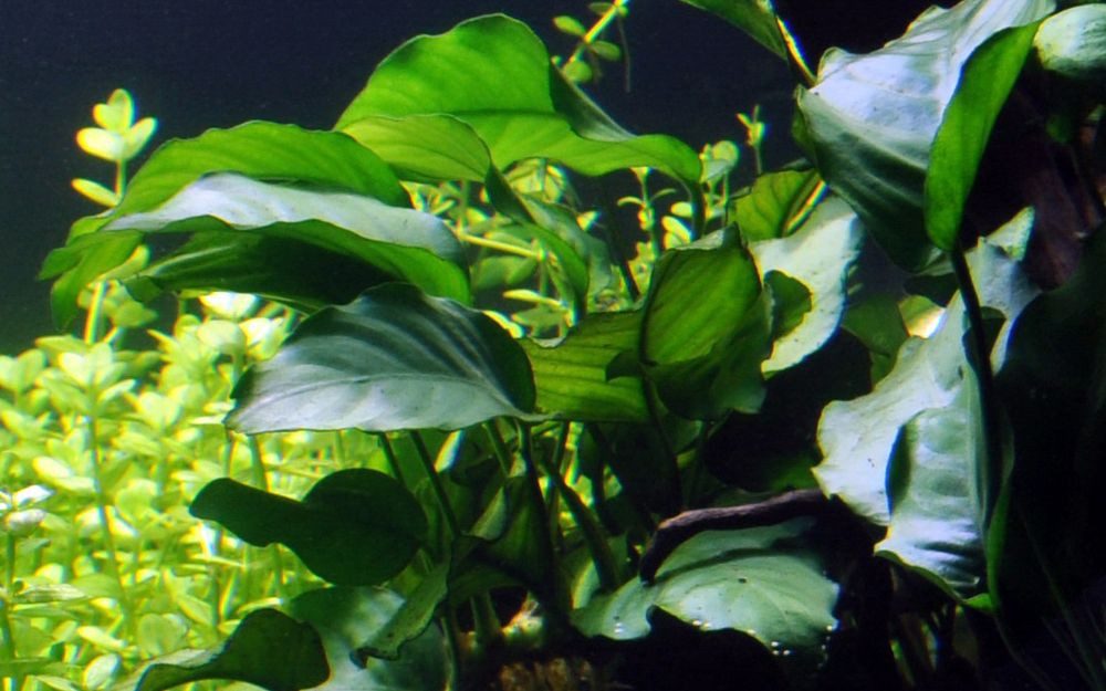 Aquaone Wasserpflanze Aquarium Pflanze Anubias barteri var barteri Topf Nr.301A
