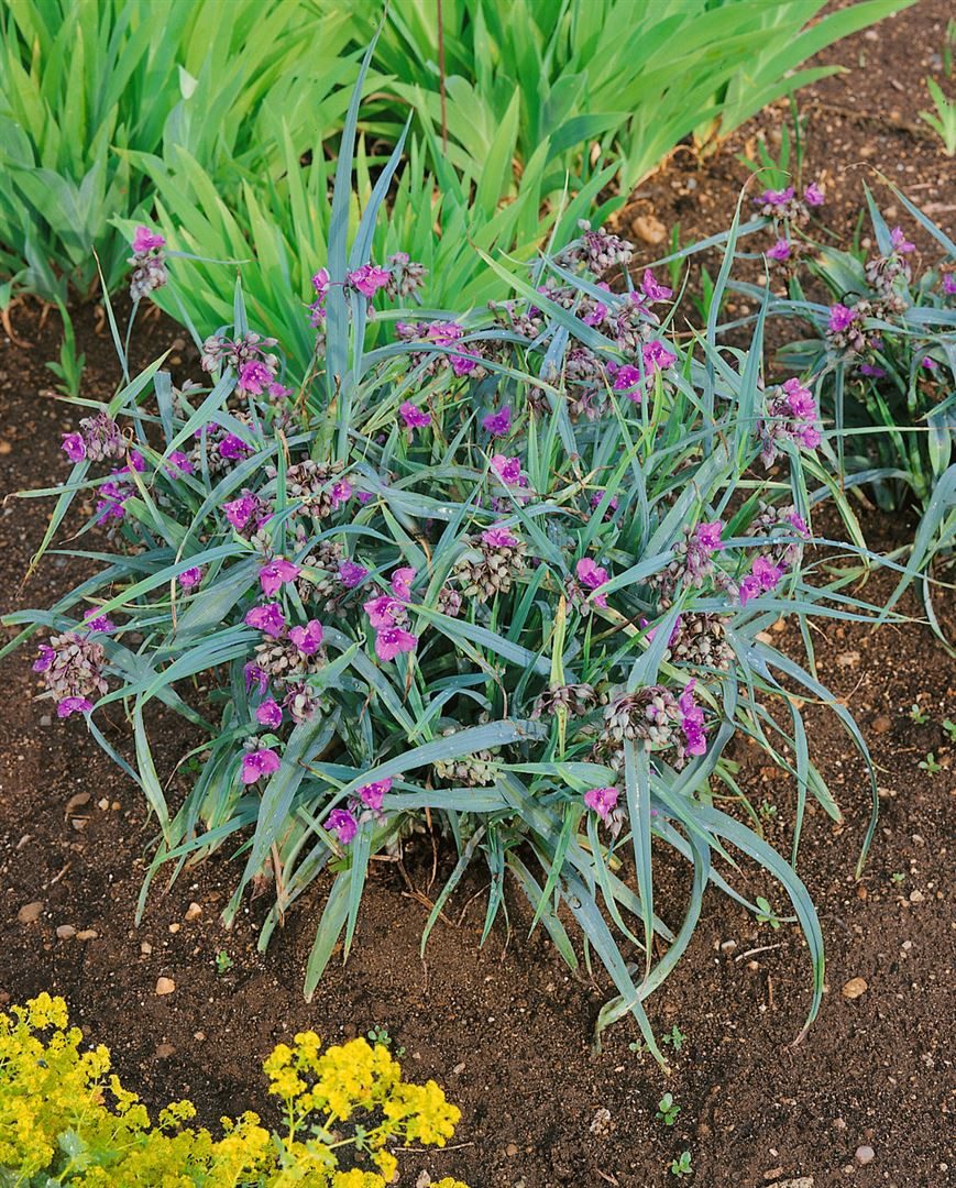 Pflanzen für Dich Staude Tradescantia x andersoniana 'Concord Grape', 1 St., Dreimasterblume