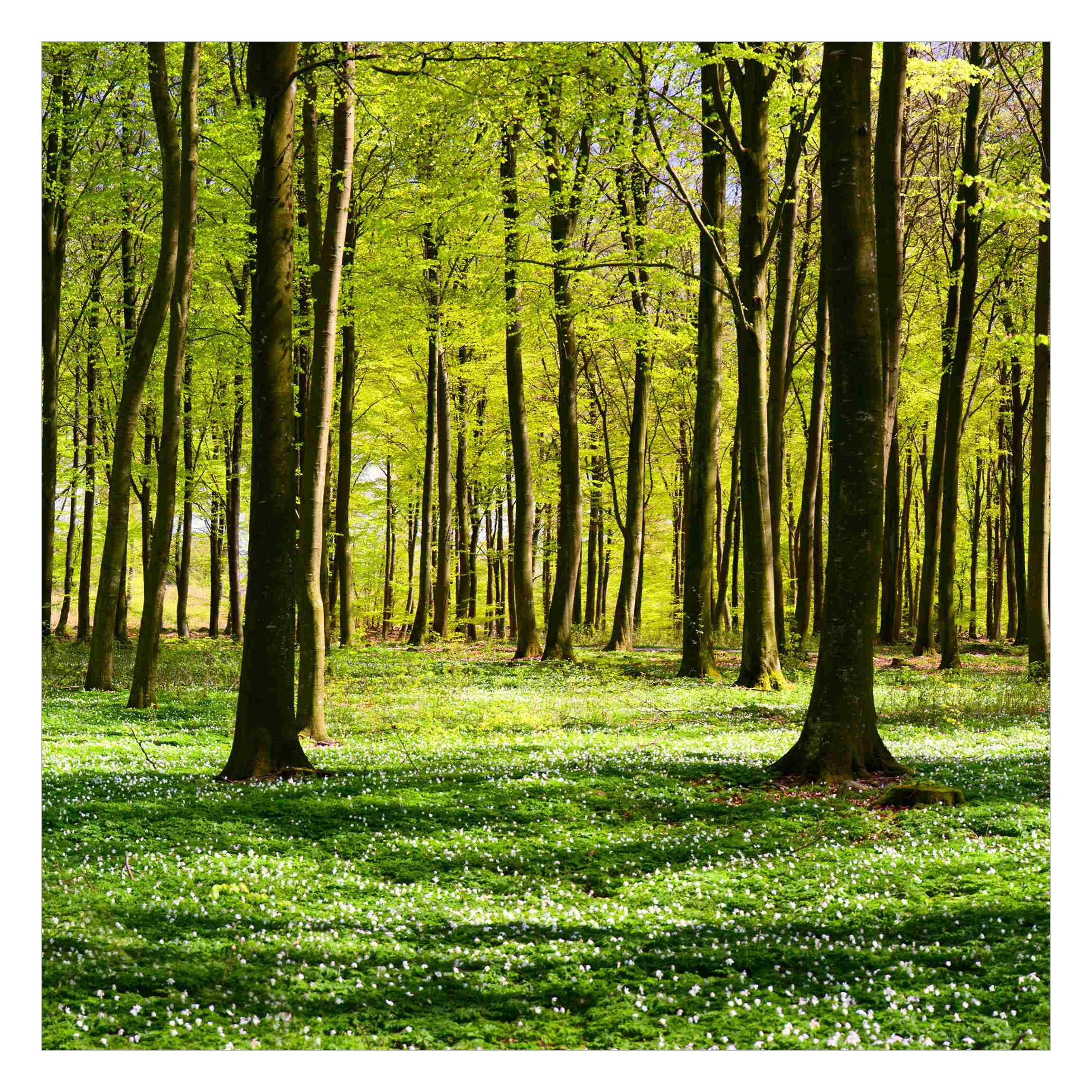 Bilderdepot24 Fototapete Wald Wiese 3D-Effekt Wiese günstig online kaufen