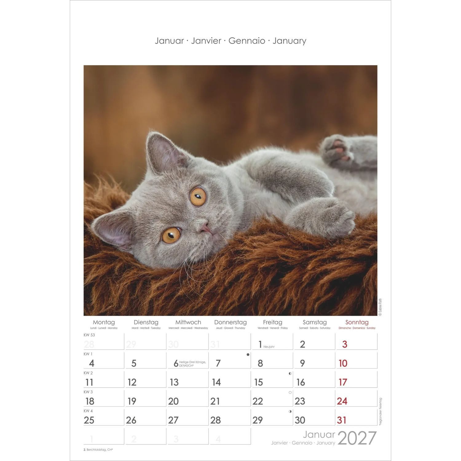 NEUMANN Wandkalender Katzen 2027
