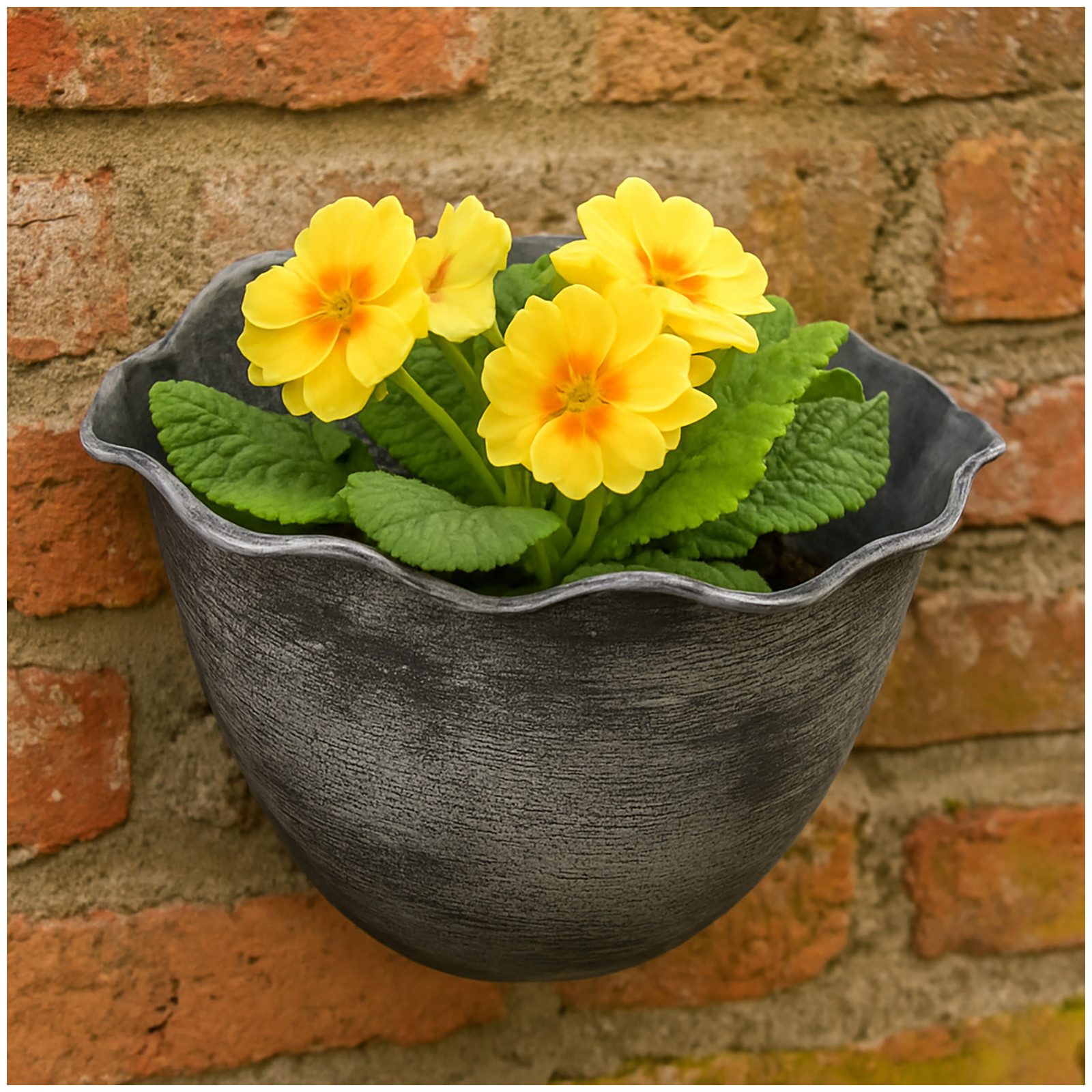 HTI-Living Pflanzschale Pflanzschale Nessa Muschel Wandmontage günstig online kaufen