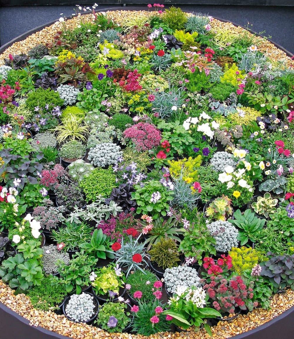 BALDUR Garten Bodendecker 8er Steingarten-Stauden-Mix, 8 St., Lippenblütler, genügsam, winterhart, mehrjährig, pflegeleicht