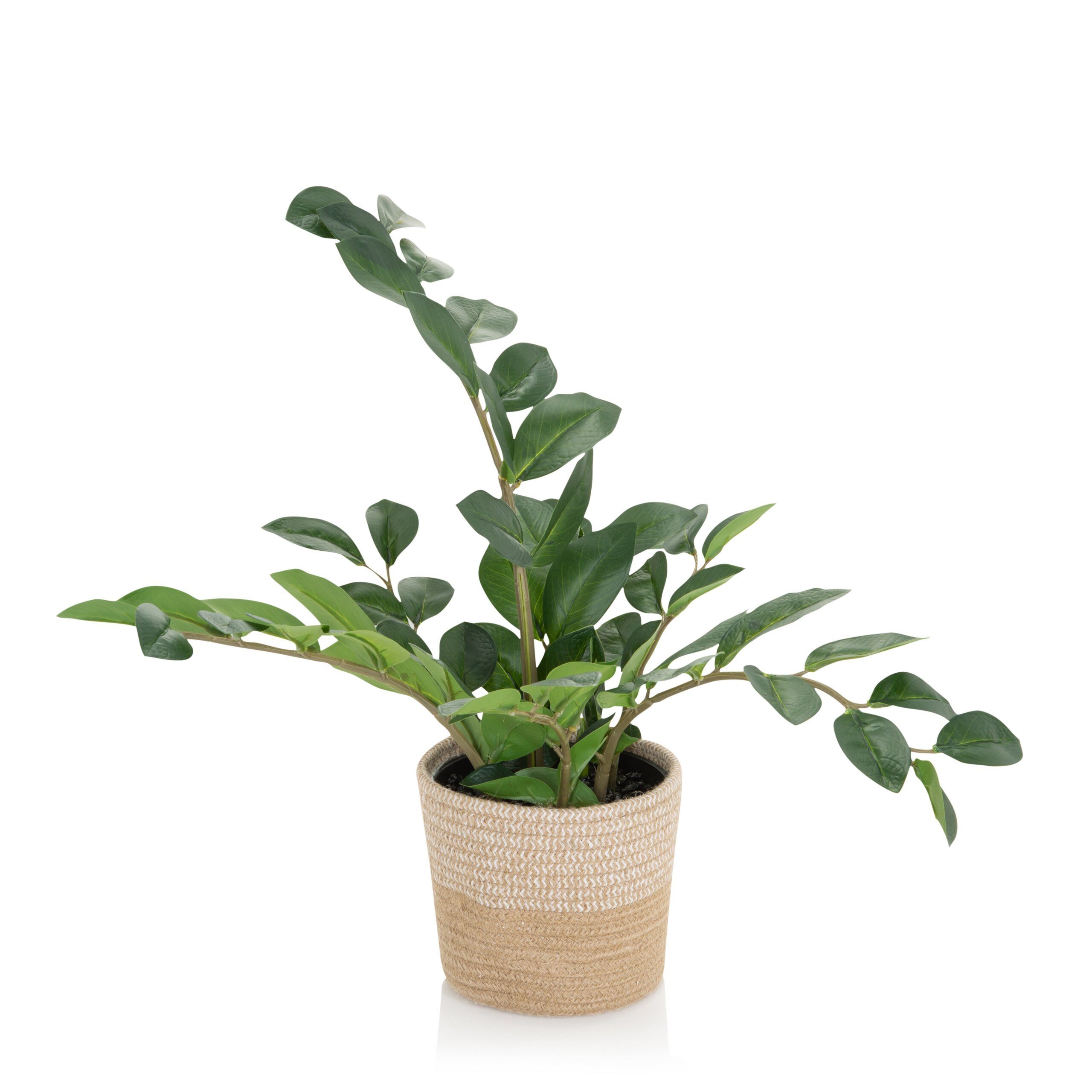 Kunstpflanze ZAMIE Künstliche Pflanze Höhe 50.0 cm Zamioculcas Zamiifolia, hjh OFFICE, Höhe 50.0 cm, Künstliche Pflanze Zamioculcas Glücksfeder im Rattan-Korb. € 54,90