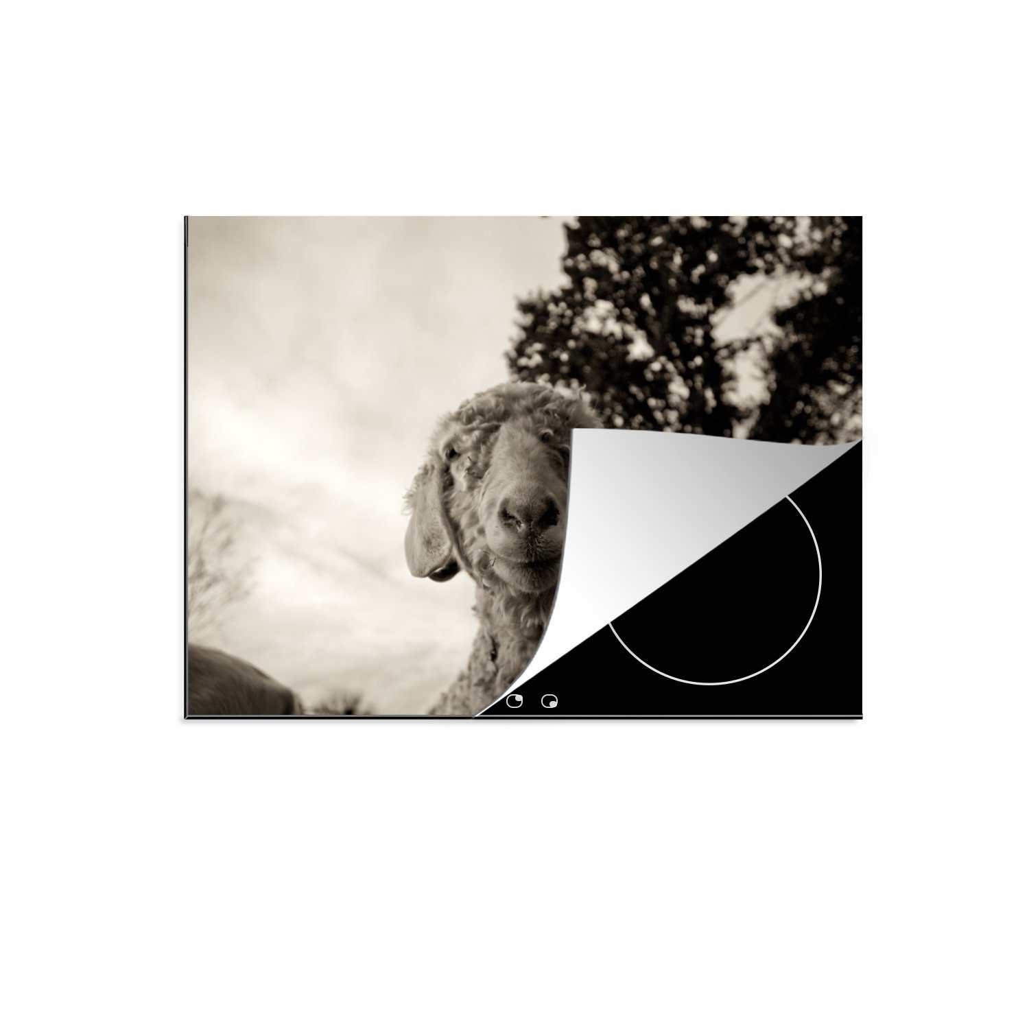 MuchoWow Herdblende-/Abdeckplatte Neugierige Ziege entdeckt die Kamera, Vinyl, (1 tlg), 70x52 cm, Mobile Arbeitsfläche nutzbar, Ceranfeldabdeckung