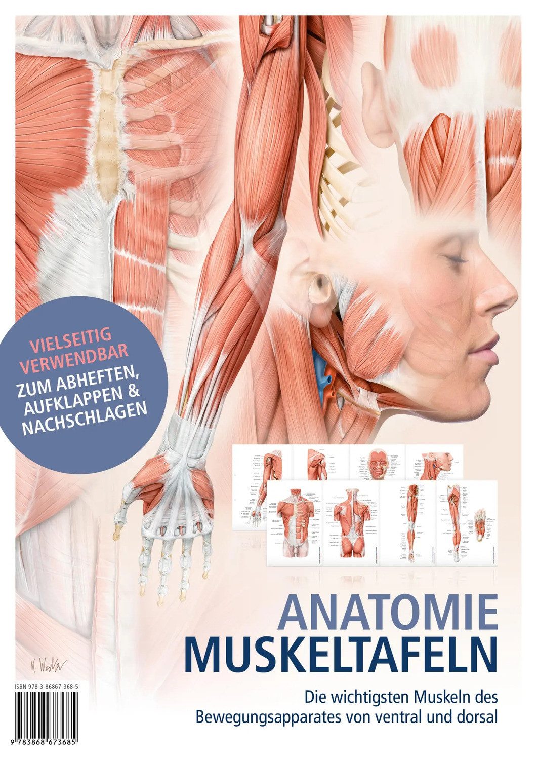 Poster Anatomie-Muskeltafeln günstig online kaufen