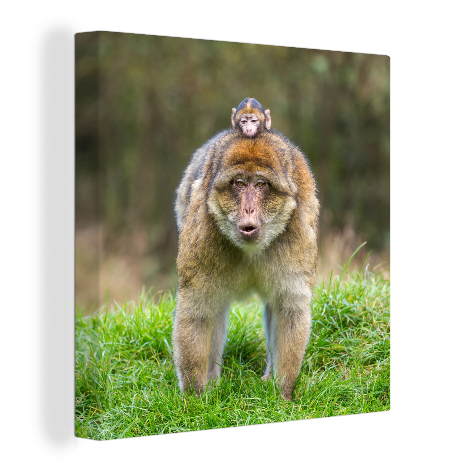 OneMillionCanvasses® Leinwandbild Tier - Affe - Baby, (1 St), Leinwand Bilder für Wohnzimmer Schlafzimmer