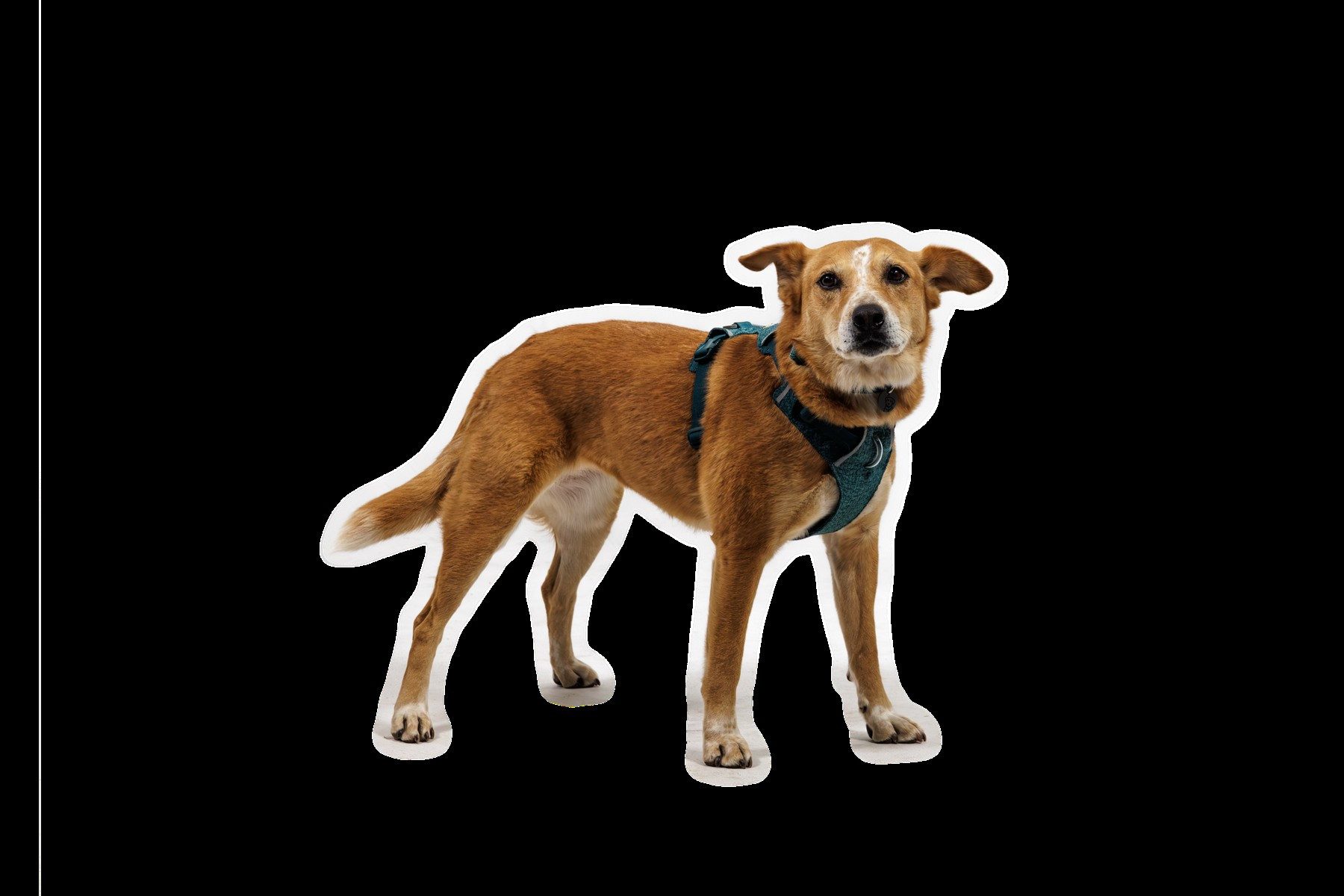 Ruffwear Hunde-Geschirr Front Range Flex Harness