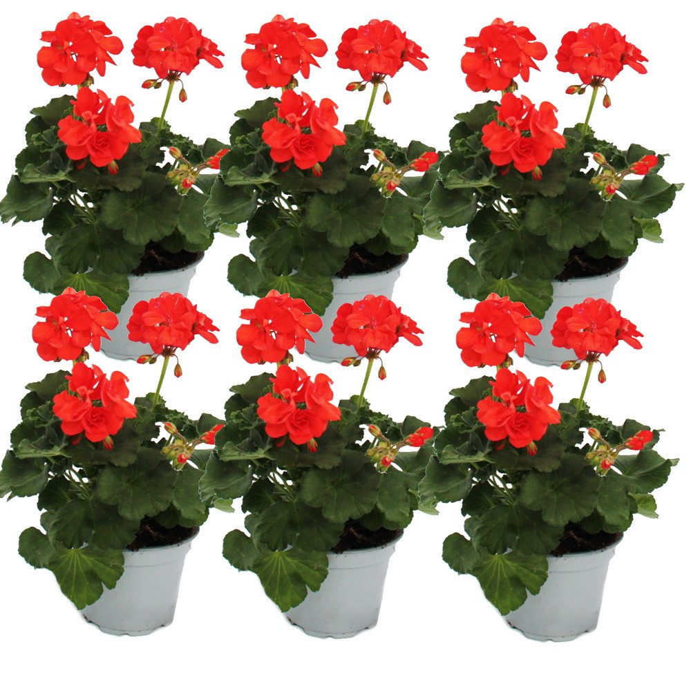 Exotenherz Beetpflanze Geranien stehend Pelargonium zonale ver. Farben 12cm Topf 6 Pflanzen