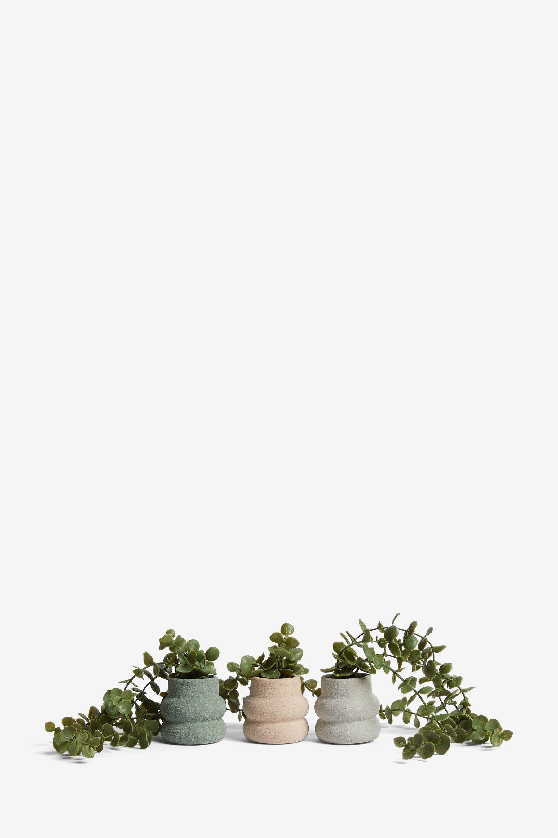 Kunstpflanze Kunstranken in einfarbigen Keramiktöpfen, 3er Set, Next