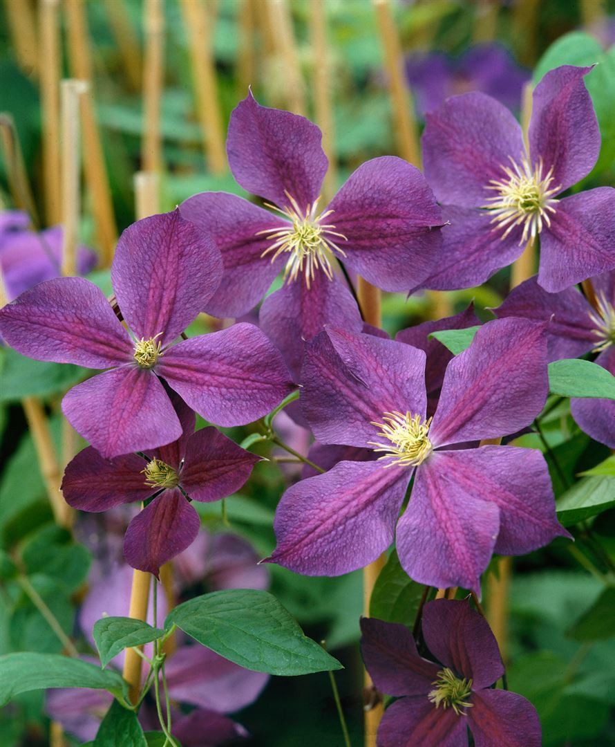 Pflanzen für Dich Kletterpflanze Clematis Hybride Star of India, 1 St., Waldrebe, Clematis, violettblau, langblühend