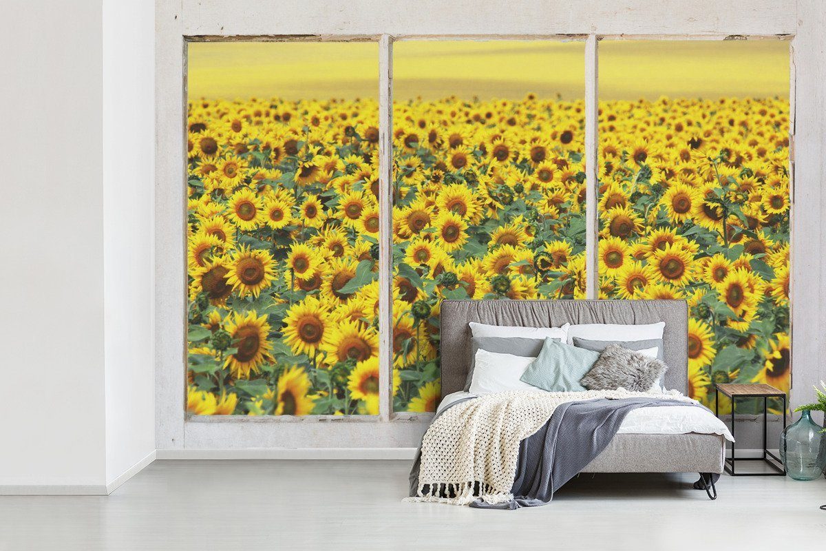 Wohnzimmer, Matt, - bedruckt, St), Tapete Sonnenblume MuchoWow (6 Vinyl für Fototapete Schlafzimmer, - Kinderzimmer, Wallpaper Transparent Gelb,