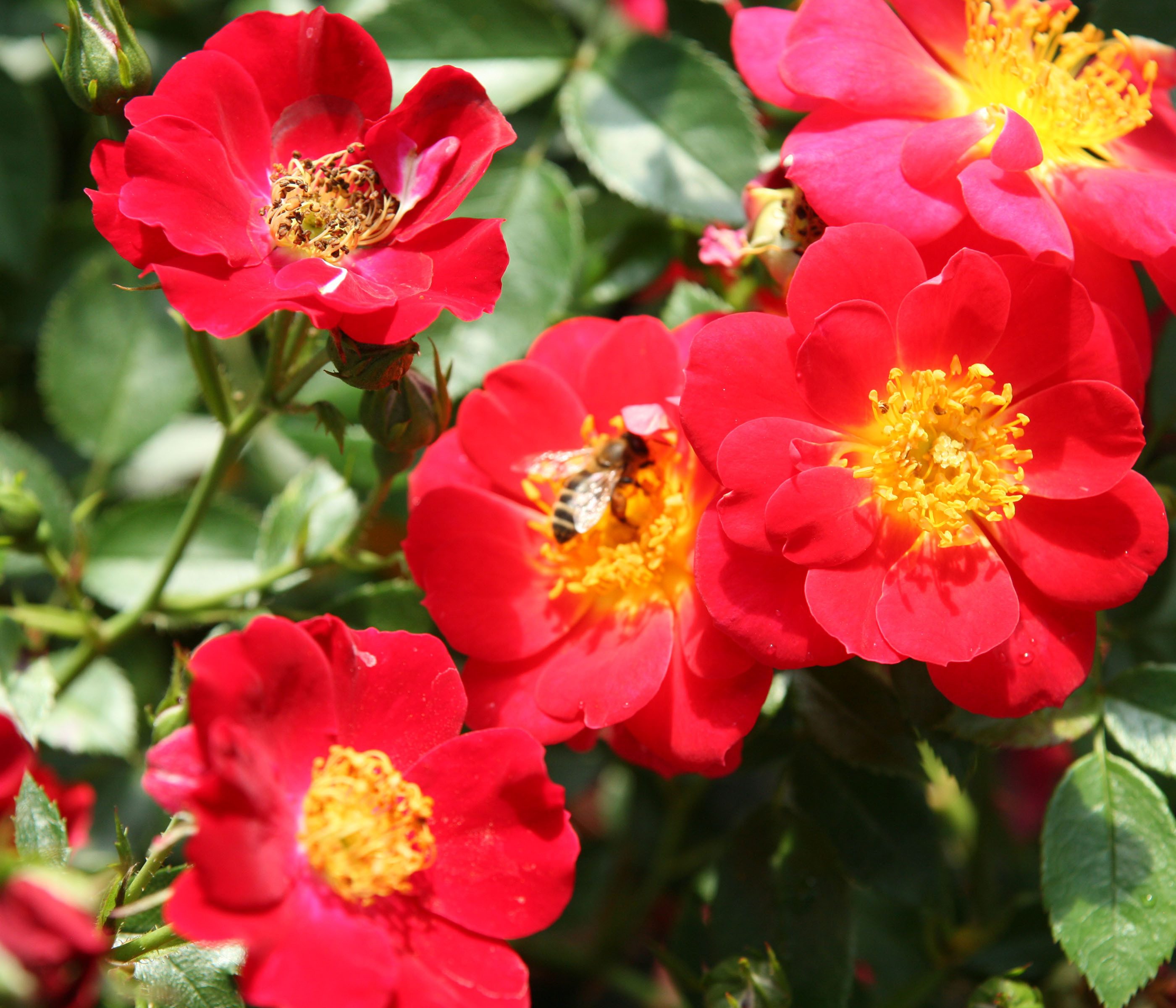 Dehner Rose Bodendeckerrose Bienenweide®, rote Schalenblüten, insektenfreundlich, 4 l Topf, Züchter Tantau