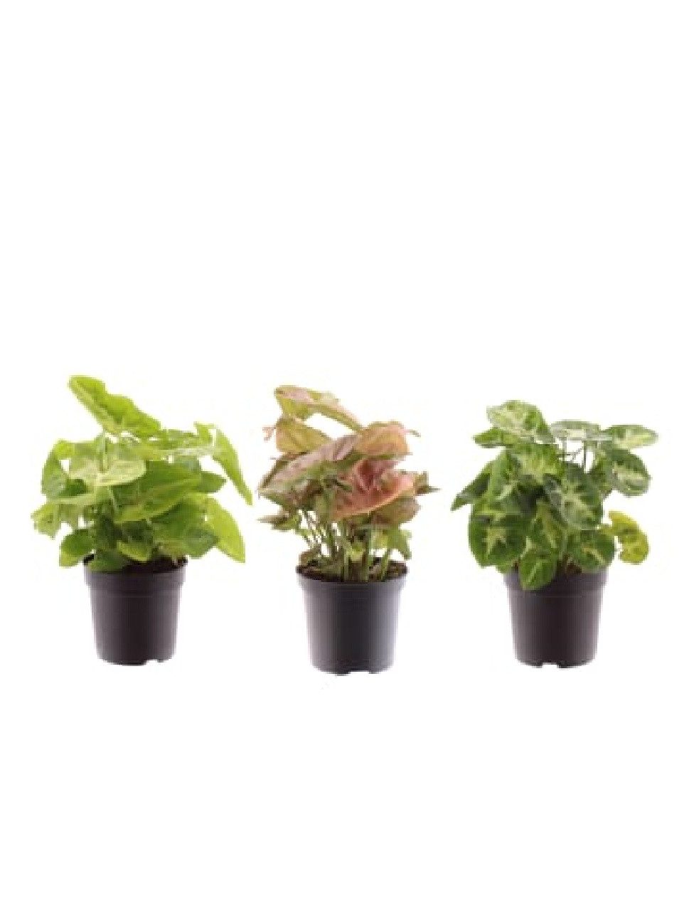 meinvipshop Zimmerpflanze Syngonium gemischt 3er Set Zimmerpflanze