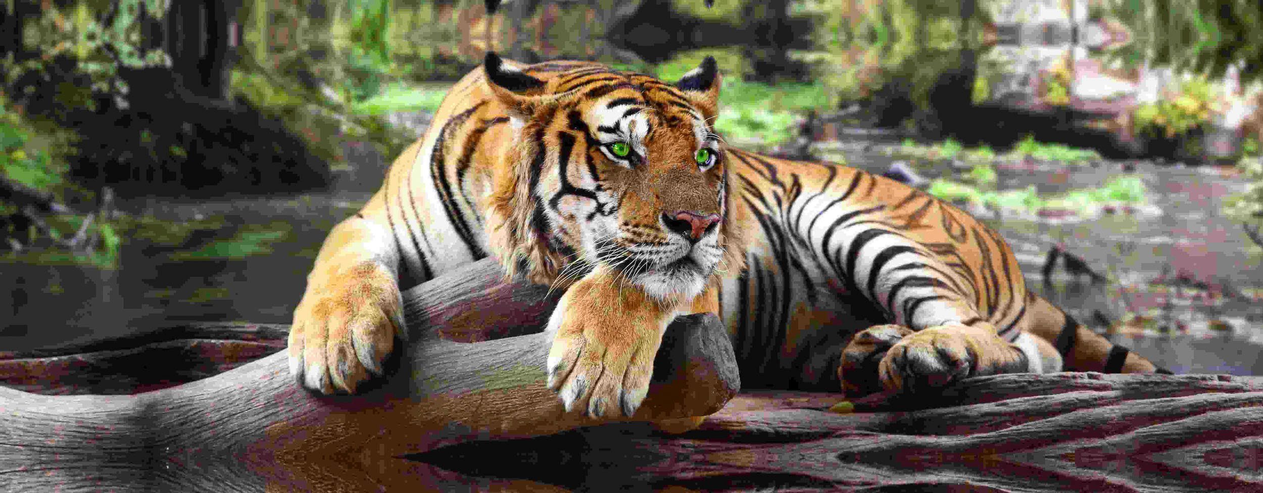 Spiegelprofi GmbH Leinwandbild »Tiger«, (1 Stück), hochwertiger Kunstdruck, bedruckte Seitenränder-Otto